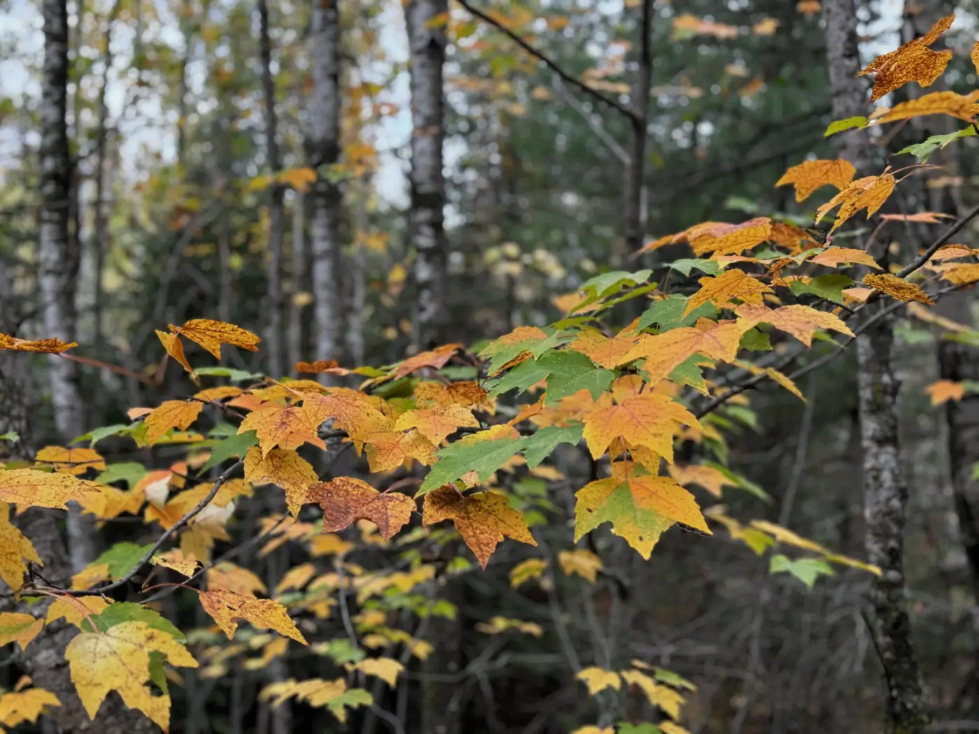 Photo of intermingled orange and green maple leaves